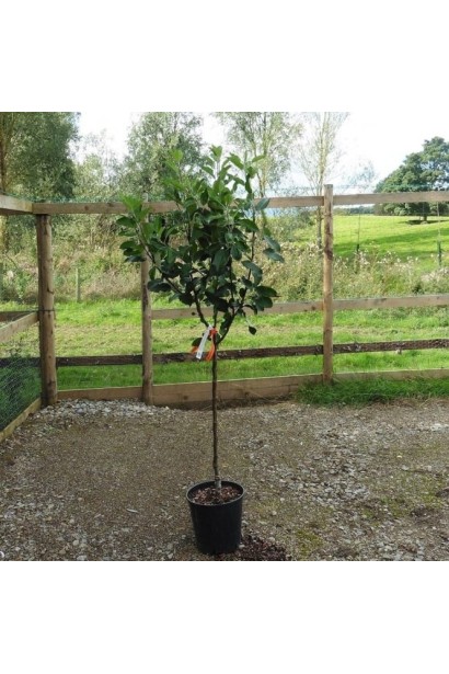 Яблуня Фуджі Фубракс контейнер